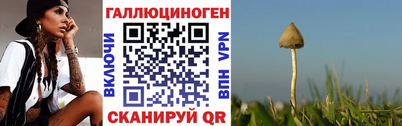 Псилоцибиновые грибы Psilocybe  Иваново 